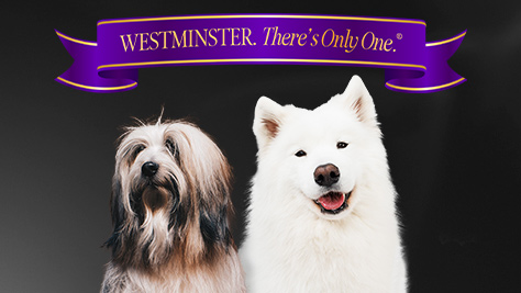 Westminster Kennel Club Dog&nbsp;Show<br>